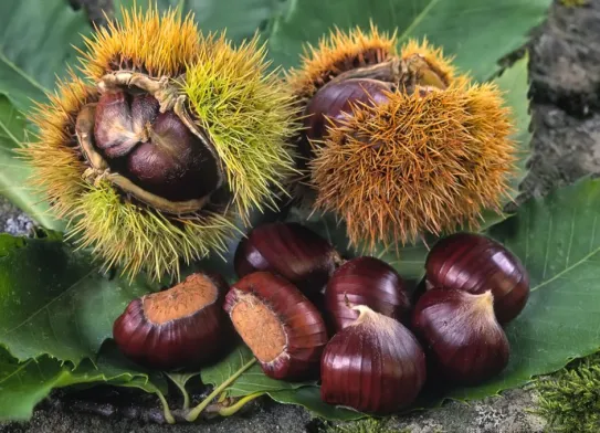 Gaštanový výlet I