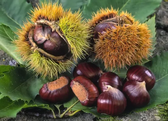 Gaštanový výlet III