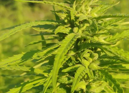 Mensania v konopnej farme