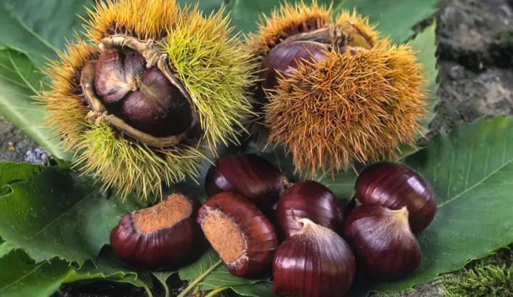 Gaštanový výlet III