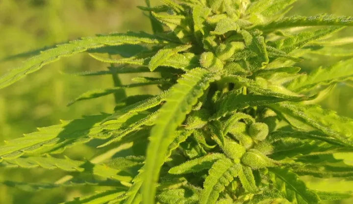 Mensania v konopnej farme